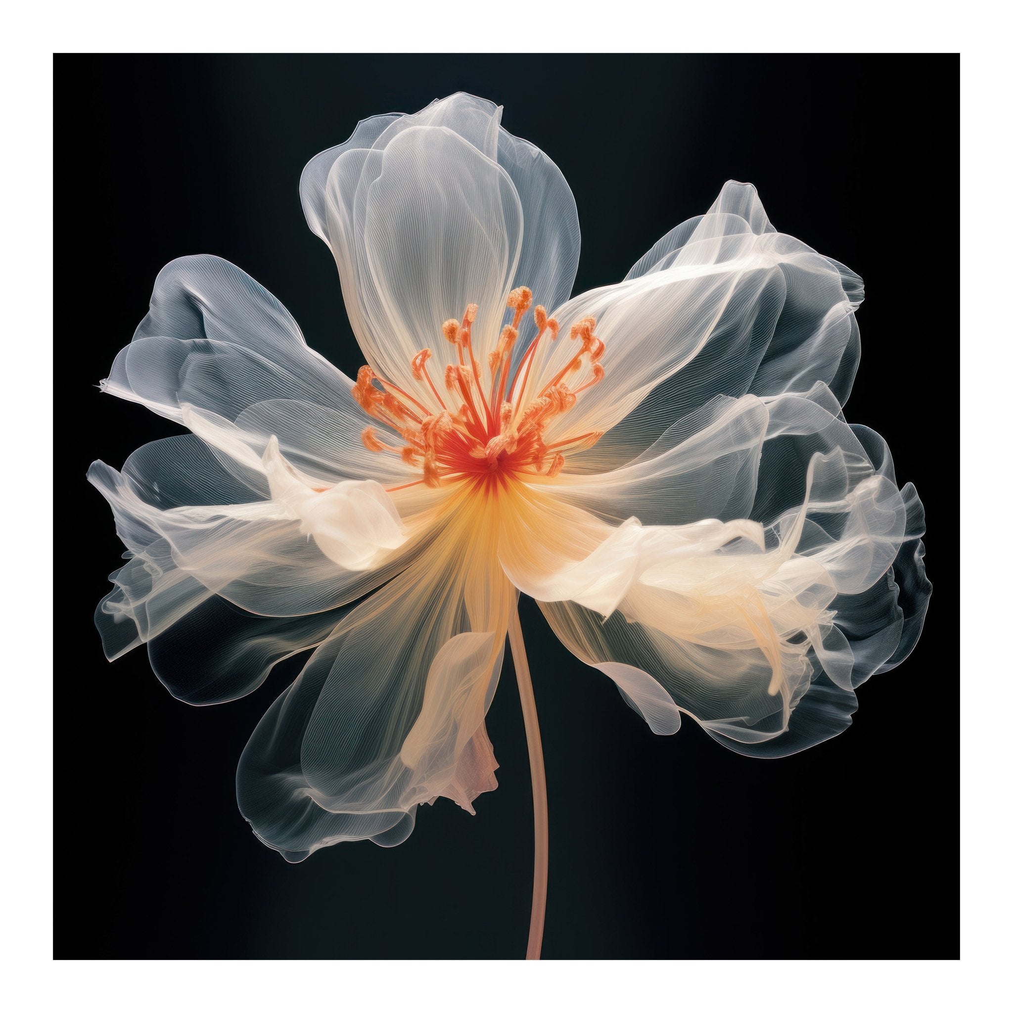 Ethereal Bloom 70×70cm - | Bella Home Art